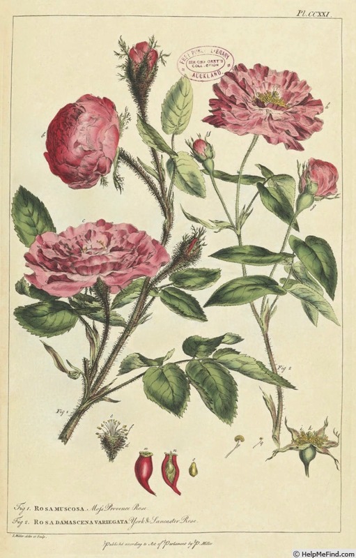 '<i>Rosa damascena variegata</i>' rose photo