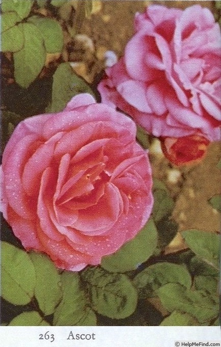 'Ascot (floribunda, Dickson 1962)' rose photo
