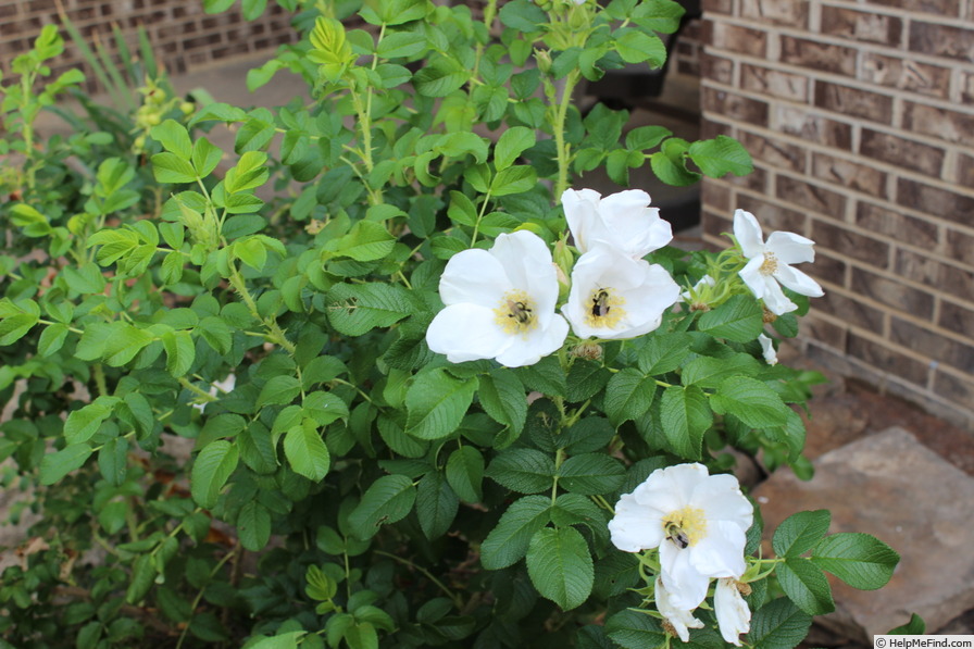 '<i>Rosa rugosa</i> 'Alba'' rose photo