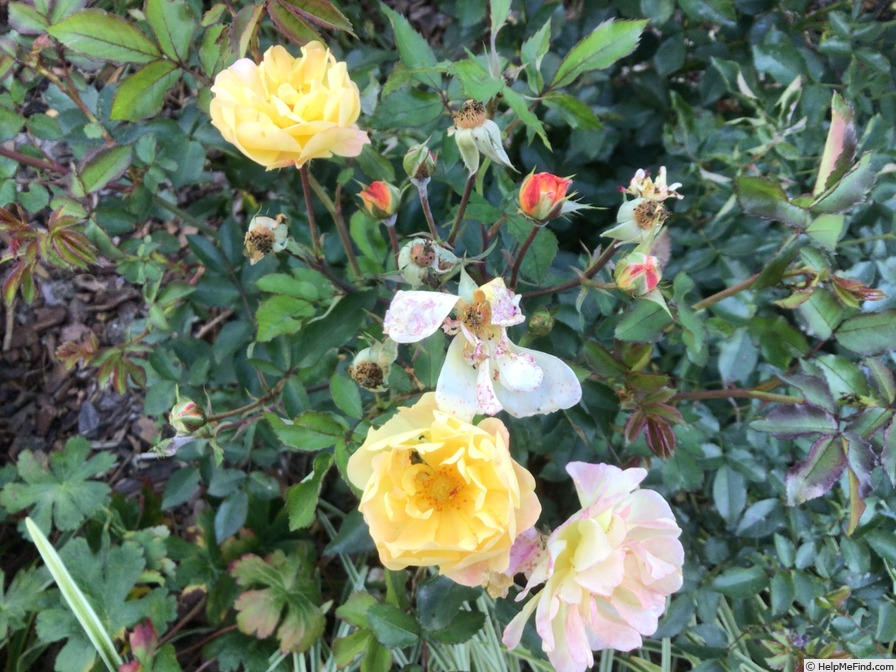 'Color Cocktail™' rose photo