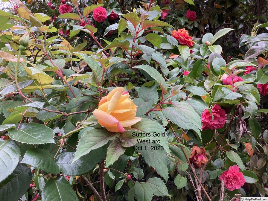 'Sutter's Gold (Hybrid Tea, Swim, 1946)' rose photo