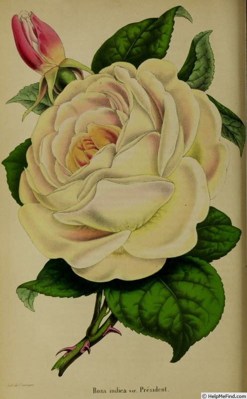 'President (tea, Paul, 1860)' rose photo