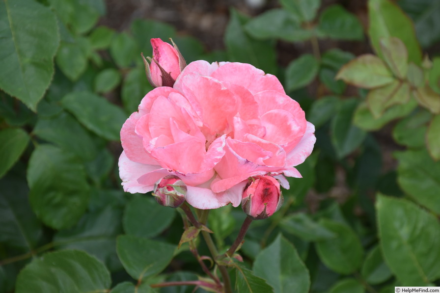 'Queen Elizabeth (Hybrid Tea, Lammerts before 1951)' rose photo