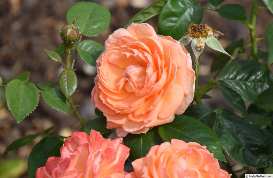 'Lady Marmalade' rose photo