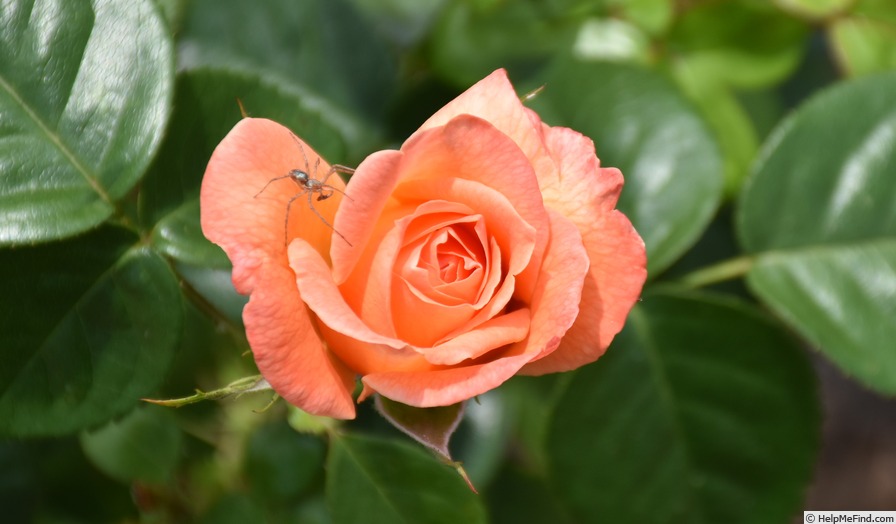 'Lady Marmalade' rose photo