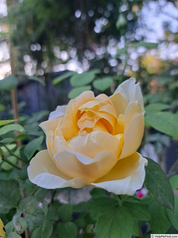 'Grace ® ™ (English Rose, Austin 2001)' rose photo