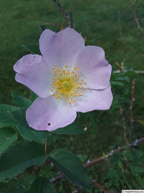 '<i>Rosa canina</i> L.' rose photo