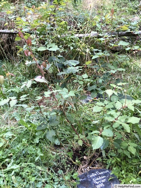 'Madame Emilie Charron' rose, click to enlarge 'Madame Emilie Charron' rose photo