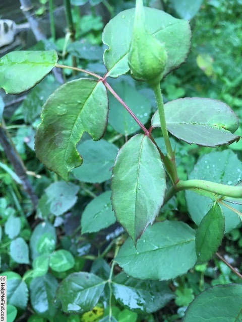 'Madame Bérard' rose photo