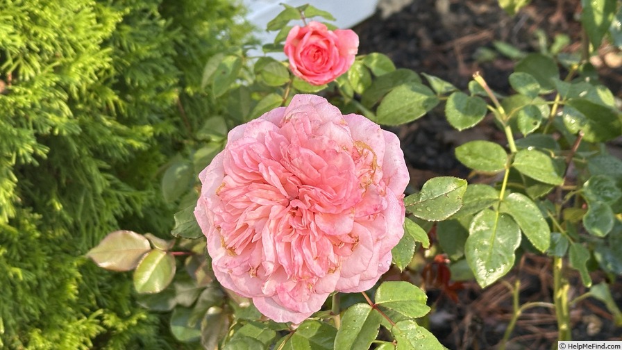 'Savannah Sunbelt ®' rose photo