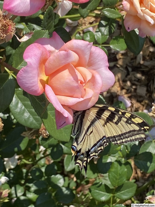 'Sweet Love' rose photo