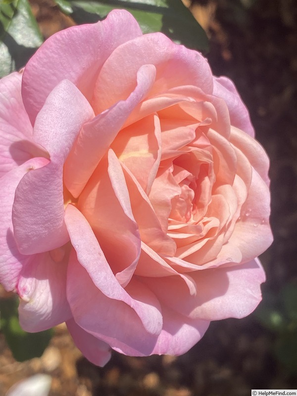 'Sweet Love' rose photo