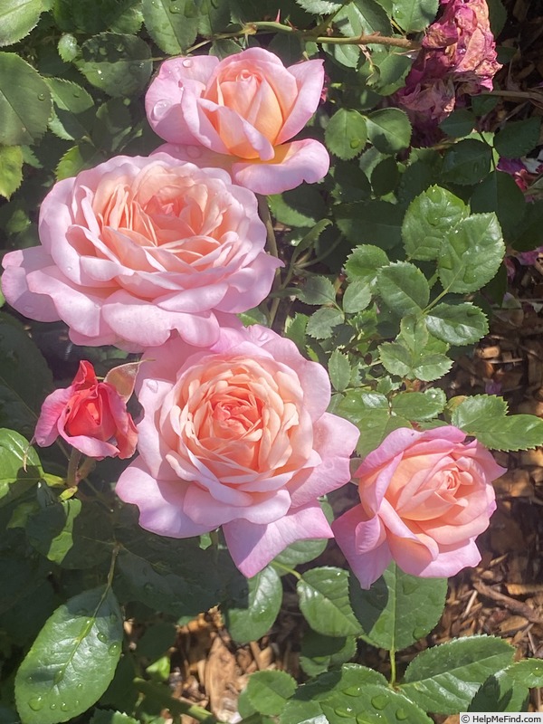 'Sweet Love' rose photo