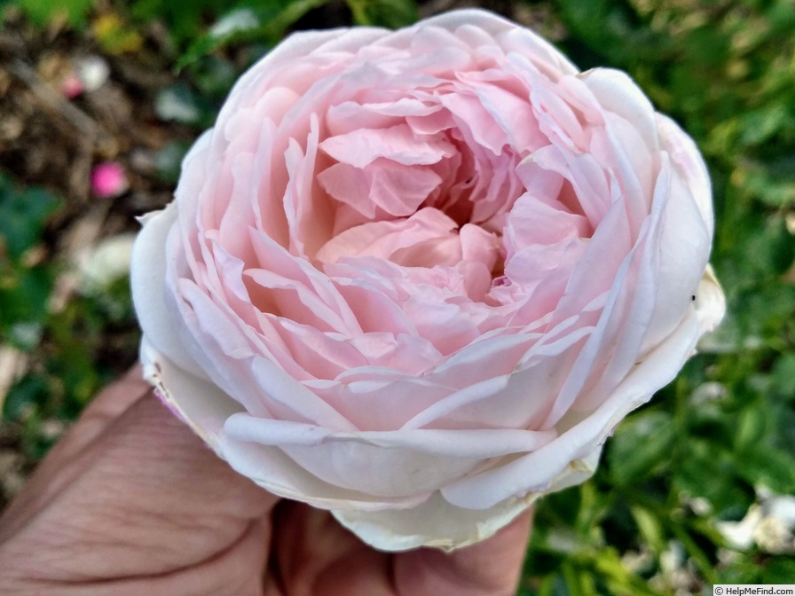 'Romantic Love' rose photo