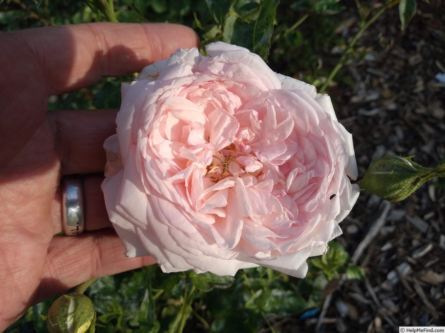 'Romantic Love' rose photo