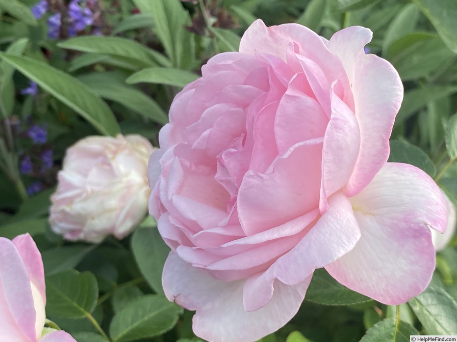 'Romantic Love' rose photo