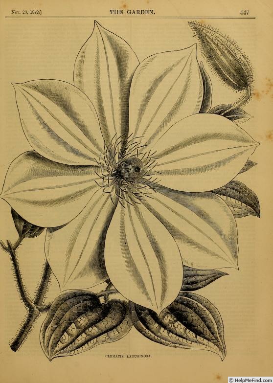'<i>C. lanuginosa</i> Lindl. in Paxt.' clematis photo