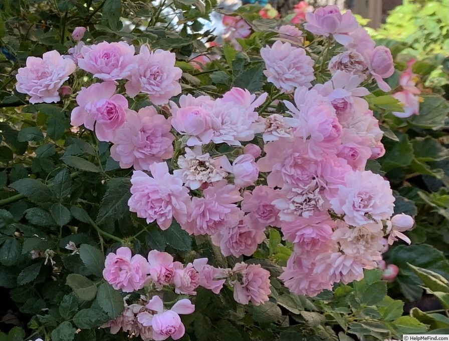 'Pretty Polly Lavender™' rose photo