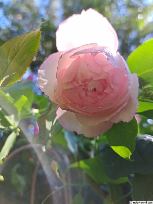'The Mill On The Floss' rose photo