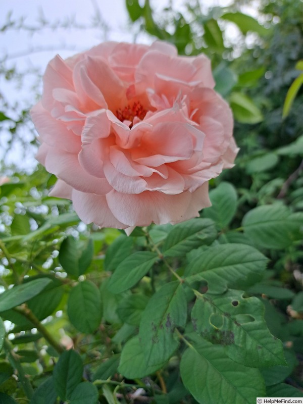 'Donatella (hybrid tea, Meilland Richardier, 2009)' rose photo