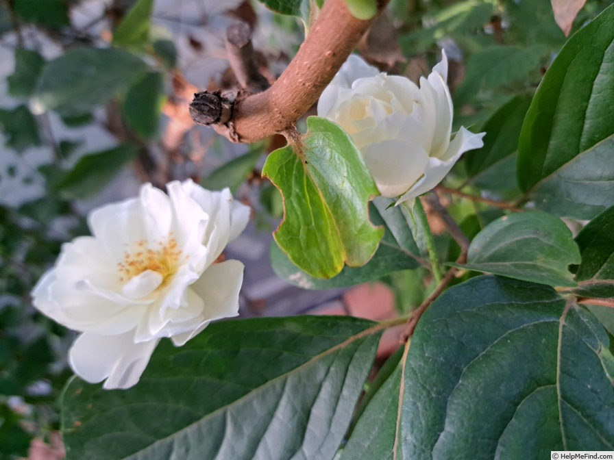 'Iceberg (floribunda, Kordes 1958)' rose photo