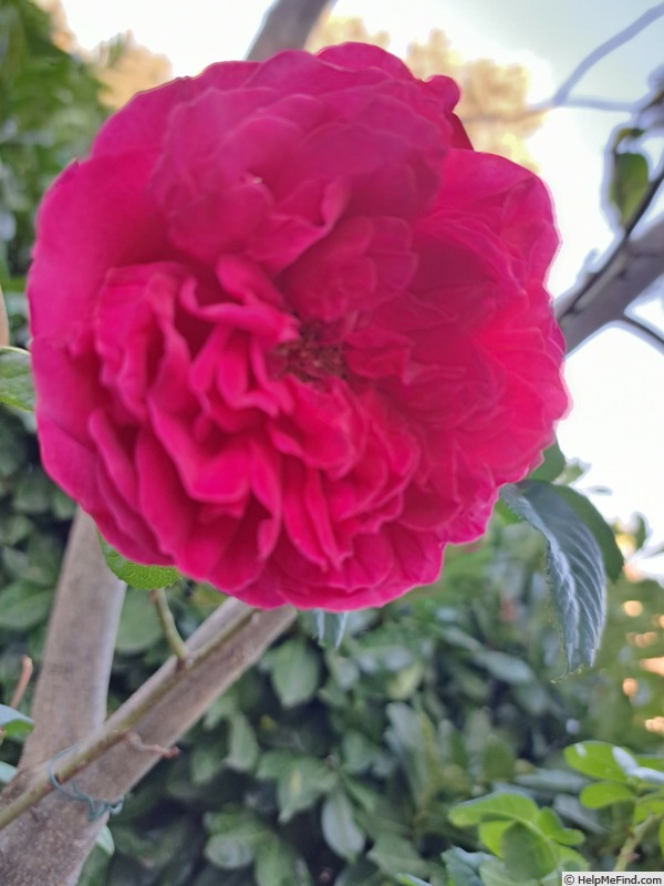 'You and Me ®' rose photo
