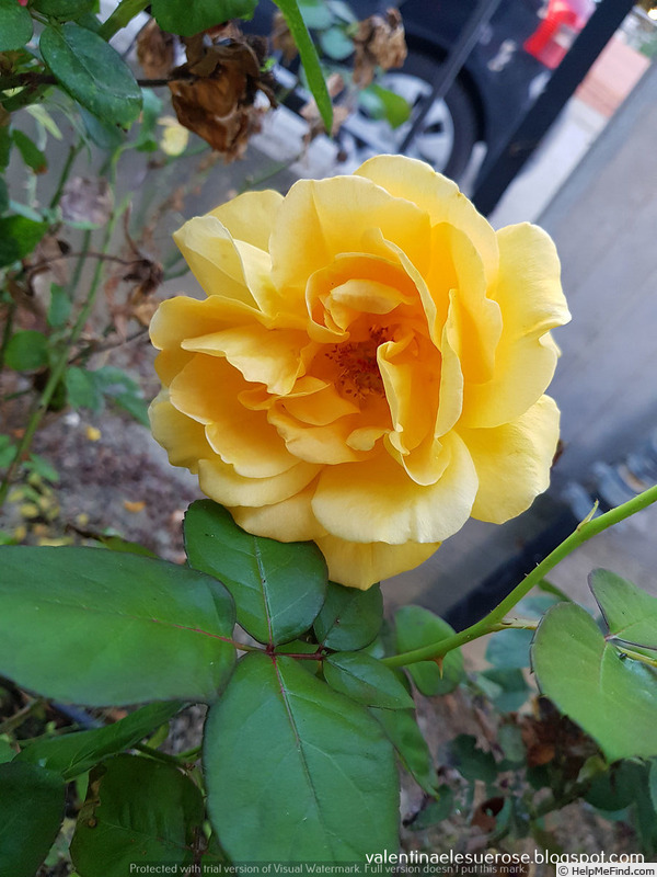 'Buccaneer' rose photo