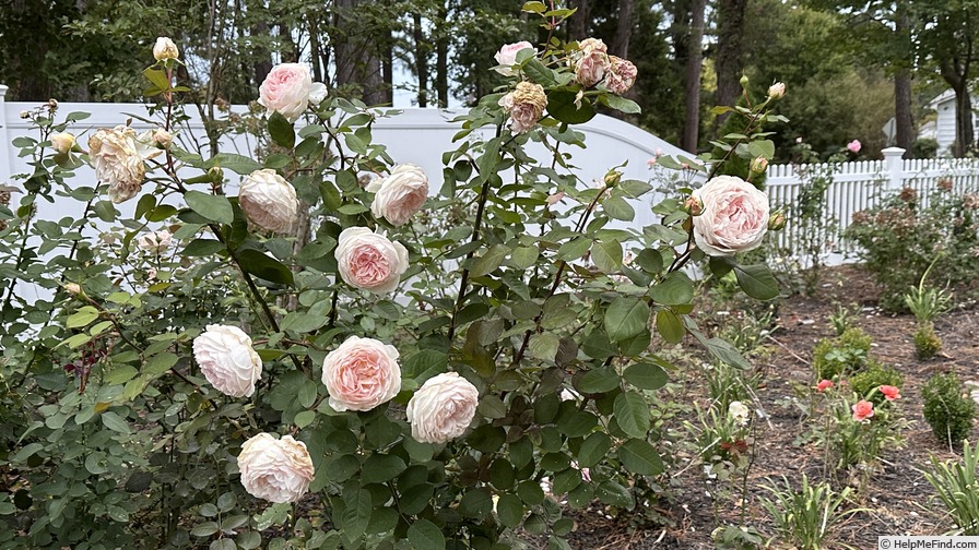 'Parfuma Bliss' rose photo