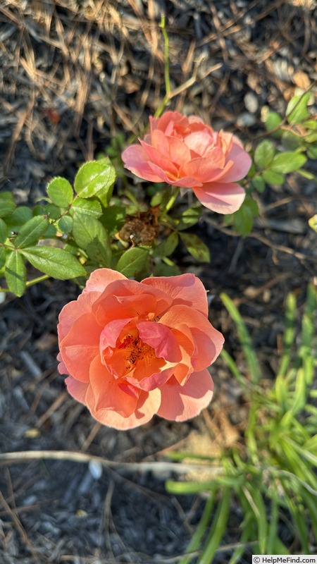 'Matchless Mother' rose photo