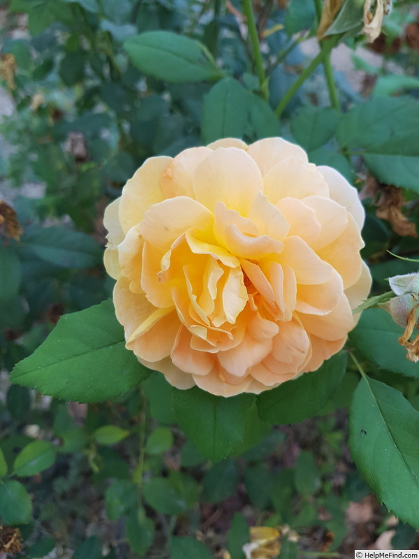 'Molineux' rose photo