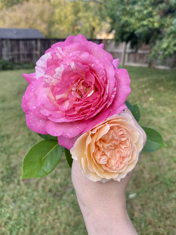 'Marc Chagall ™' rose, click to enlarge 'Marc Chagall ™' rose photo