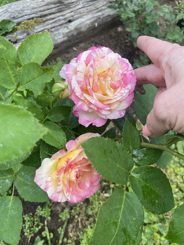 'Marc Chagall ™' rose photo