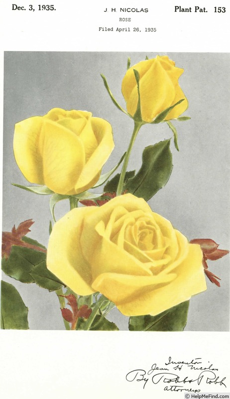 'Kismet (hybrid tea, Nicolas 1930)' rose photo