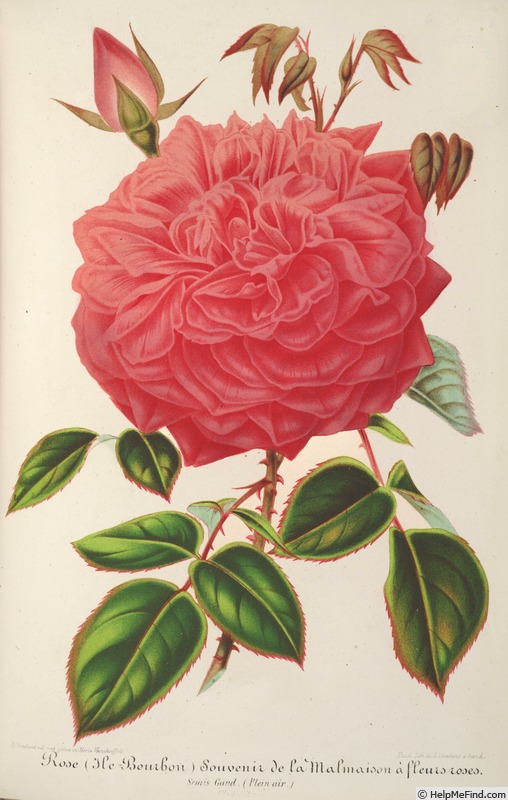 'Souvenir de la Malmaison à fleurs roses' rose photo