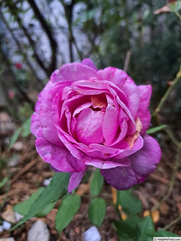 'Catherine de Médicis (floribunda, Kordes, 2019)' rose photo