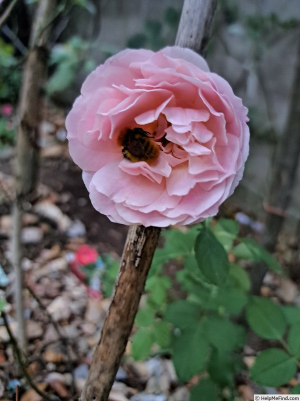 'Hyde Hall ®' rose photo