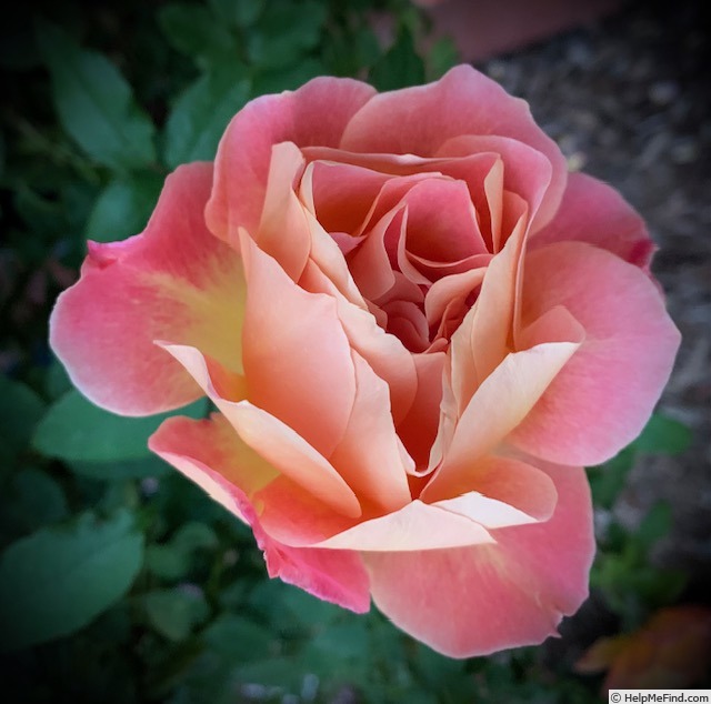 'Rosie The Riveter ™' rose photo