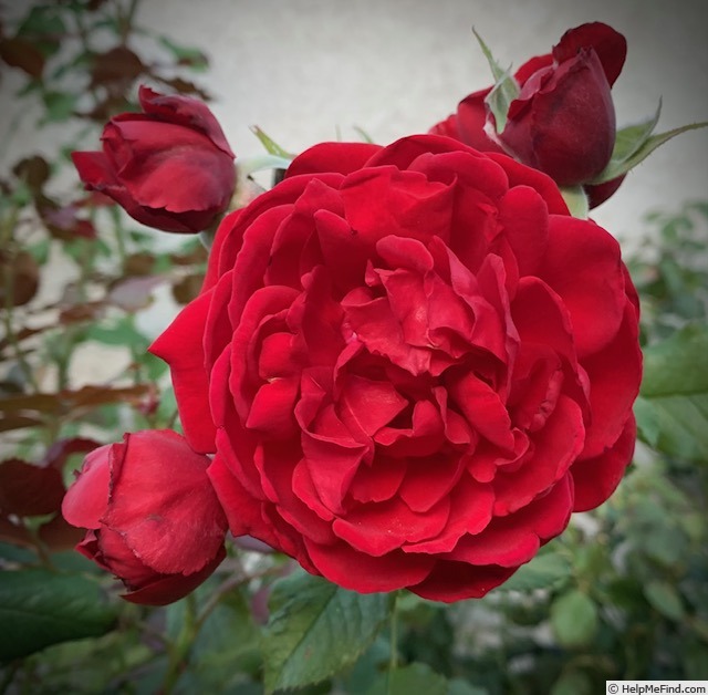 'All Ablaze ™' rose photo