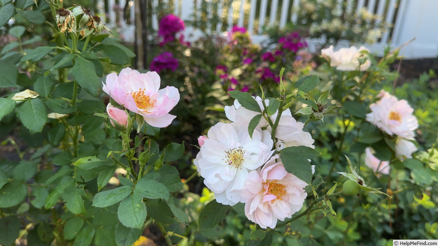 'Scarborough Fair' rose photo