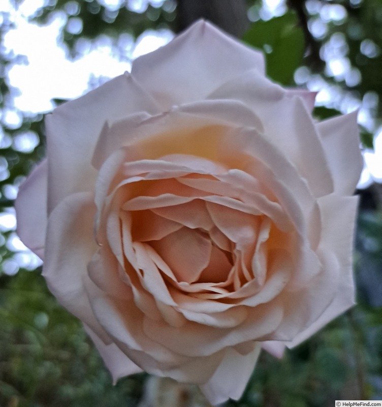 'La Sauvagine Terre et Passion ®' rose photo