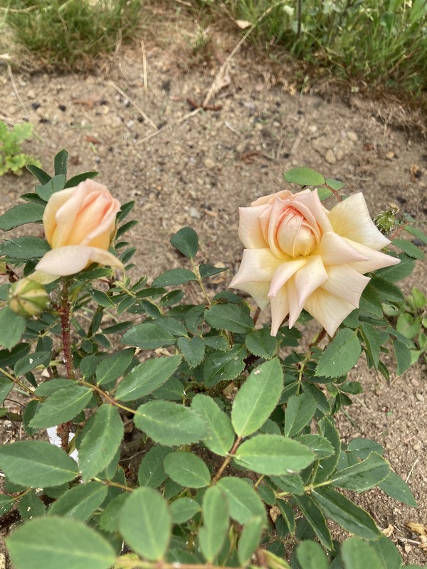 'Anja' rose photo