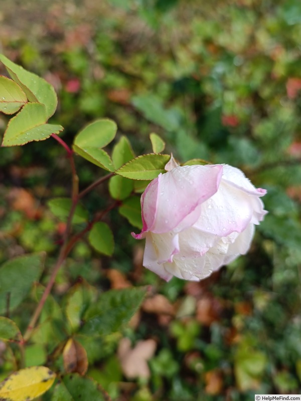 'Madame Gaston Anouilh' rose photo