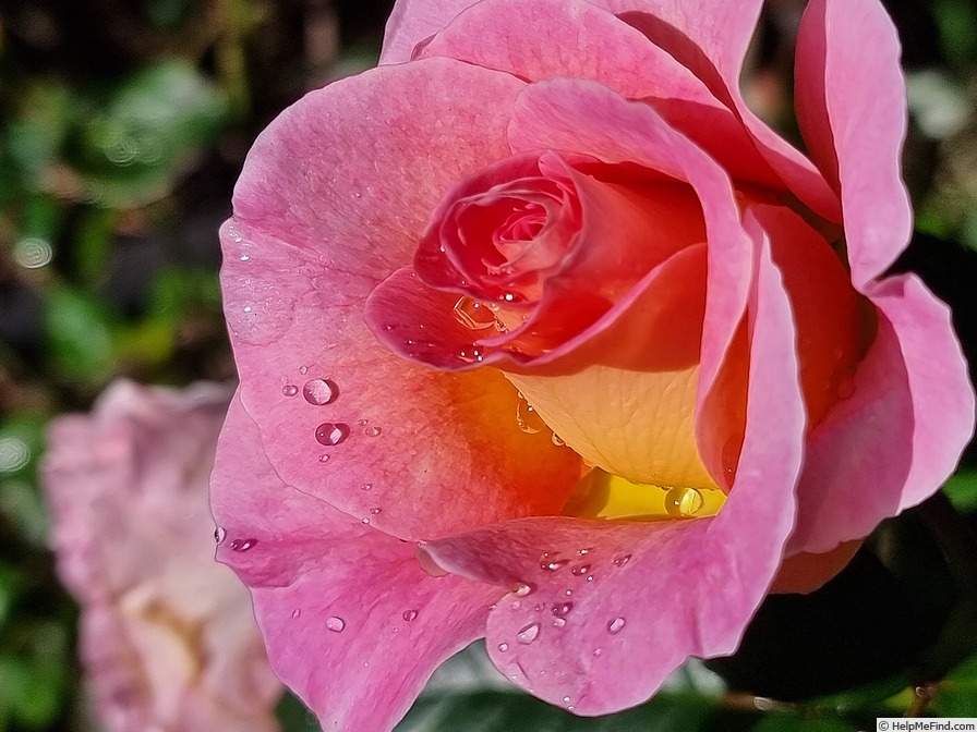 'Pink Paradise (hybrid tea, Delbard, 2004/11)' rose, click to enlarge 'Pink Paradise (hybrid tea, Delbard, 2004/11)' rose photo