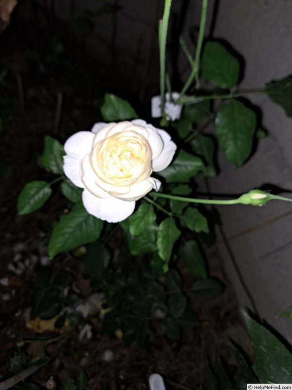 'The Shepherdess' rose, click to enlarge 'The Shepherdess' rose photo