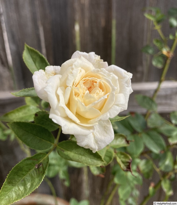 'Heavenly Ascent (climber, Shoup, 2019)' rose photo