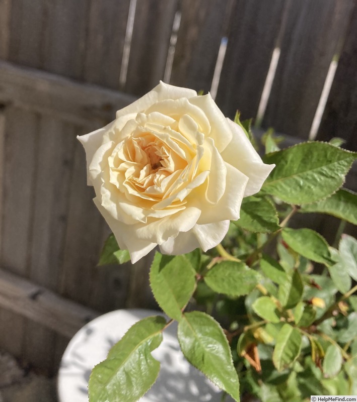 'Heavenly Ascent (climber, Shoup, 2019)' rose photo
