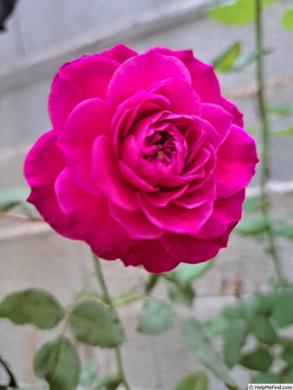 'Mona Lisa ® (Floribunda, Meilland, 2003)' rose photo