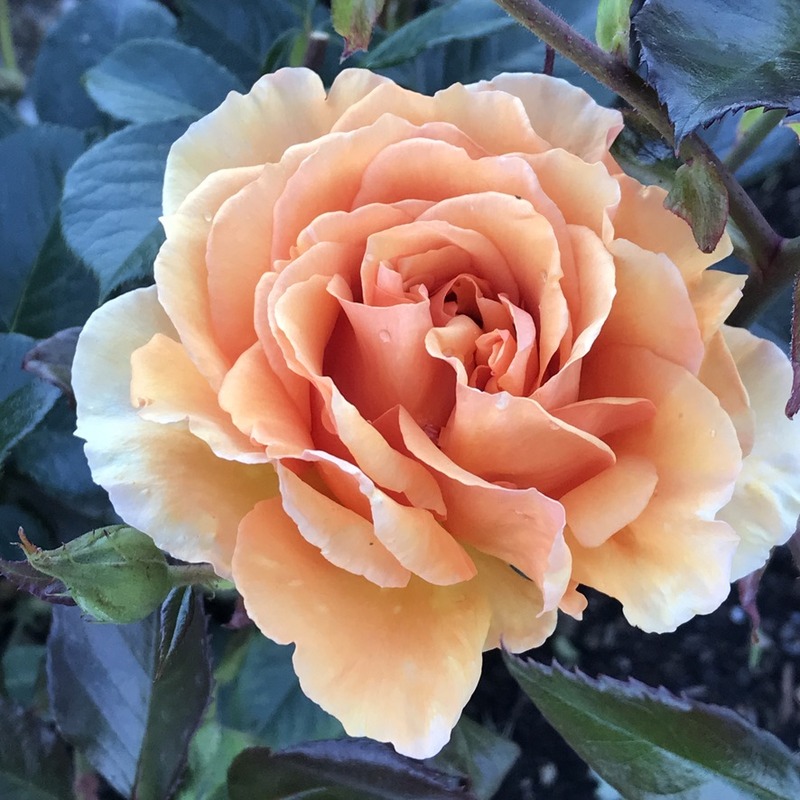 'Carl Nielsen' rose photo