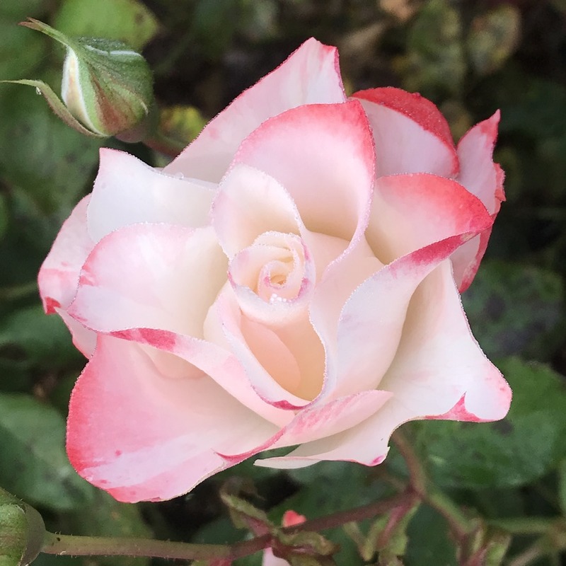 'Auf die Freundschaft ®' rose photo