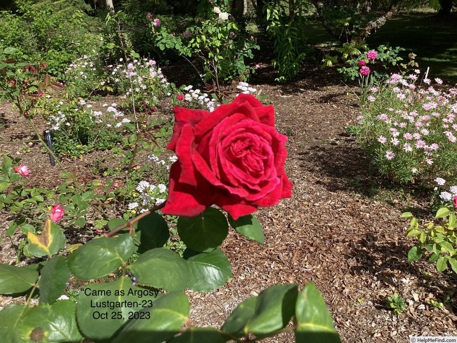 'Argosy' rose photo